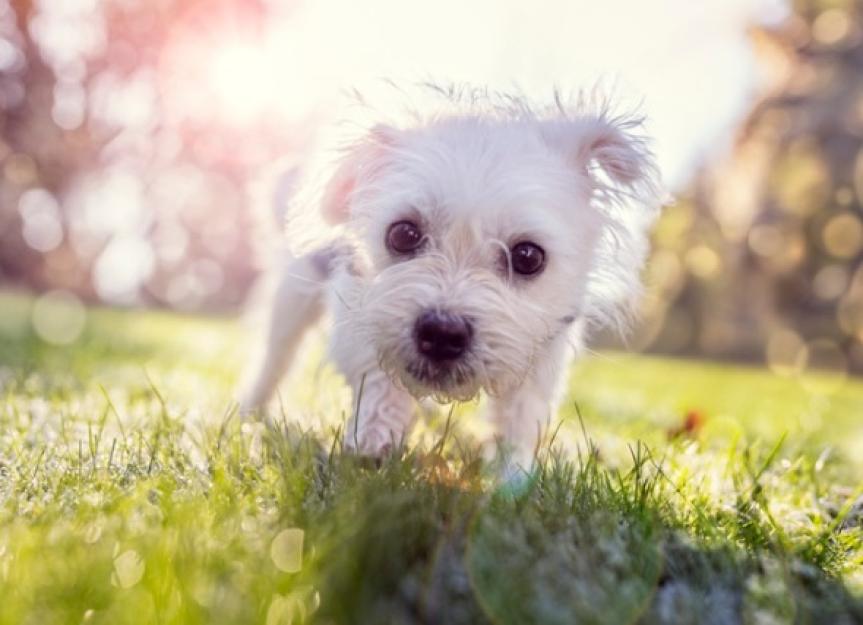 Are There Really Any Hypoallergenic Dog Breeds?