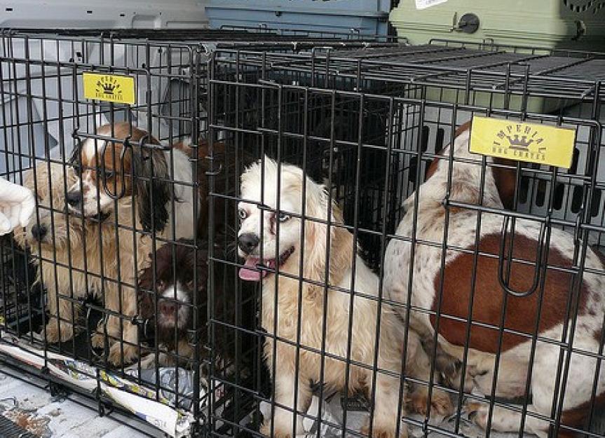 Puppy Mills Petition Incites Large Response