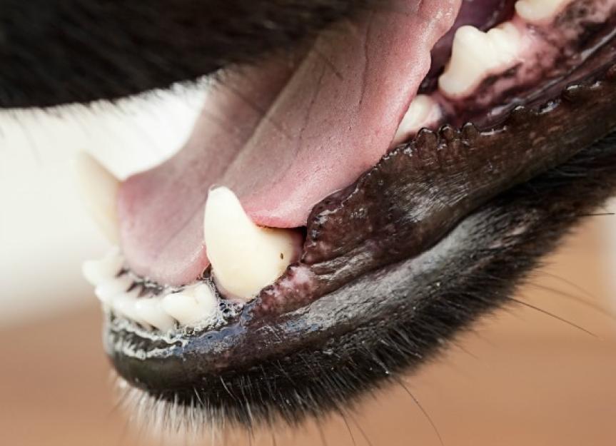 Pus Cavity Forming Under Tooth in Dogs