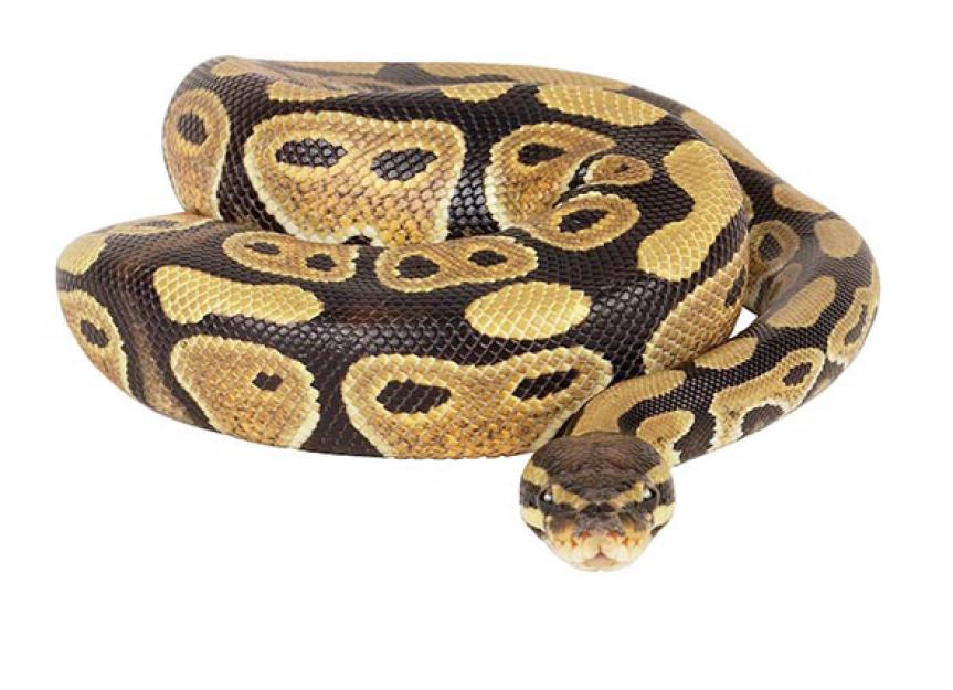 Python -蟒蛇科