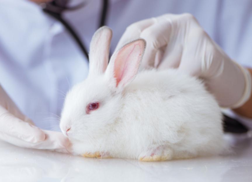 影响兔子的五种常见疾病