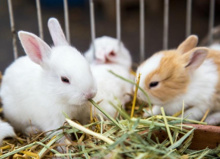 Где сейчас кролики. Интересные факты о кроликах. Видео про кроликов. Fun facts about Rabbits.