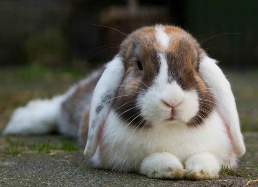 为什么我的兔子这么胖?控制小动物的体重