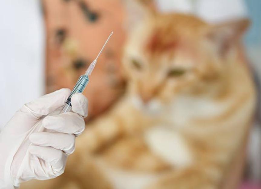 State Rabies Laws and Frequently Asked Questions About Rabies PetMD