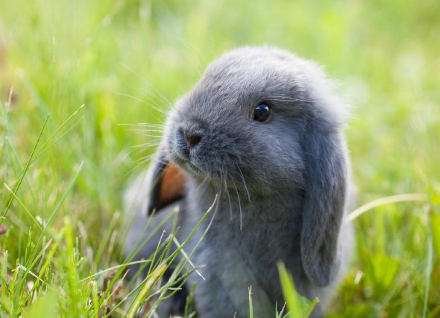 Rabies in Rabbits PetMD