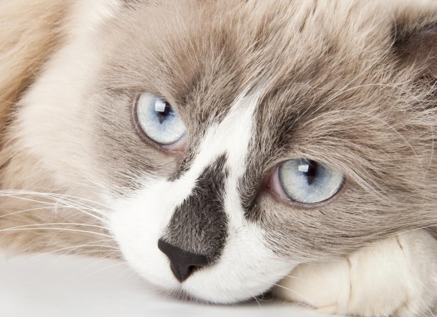 Heart (Aortic) Blood Clot in Cats PetMD