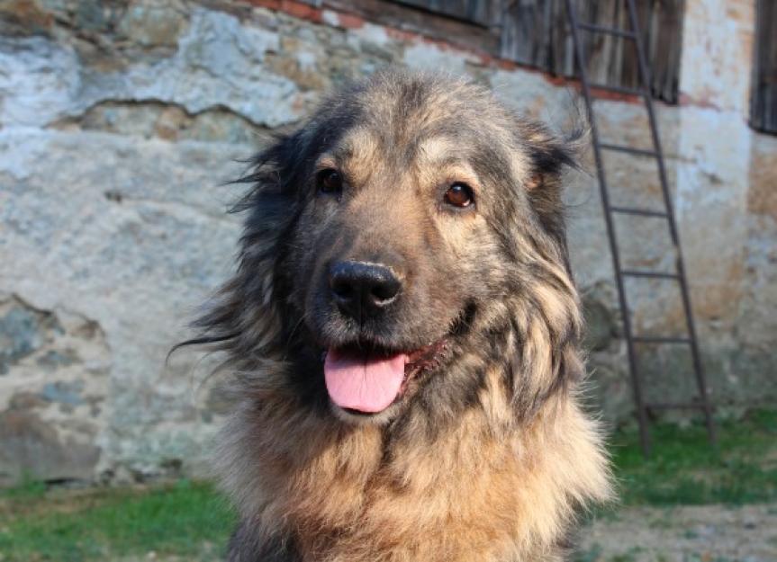 Rapid Heart Rate in Dogs PetMD