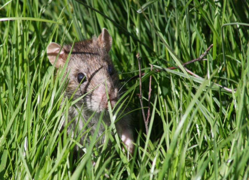 Flea Infestation in Rats PetMD