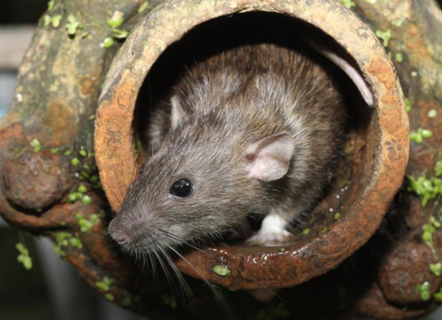 Intestinal Parasites in Rats