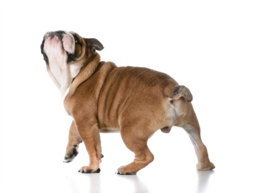 Chronic Inflammation of the Anus, Rectum or Perineum Region in Dogs