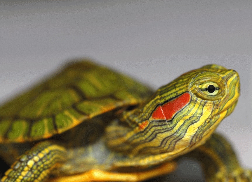 Алиса черепахи. Красноухая черепаха. Черепаха красноухая (trachemys scripta) (размер s (до 4 см)). Красноухая черепаха / Red-eared Slider. Красноухая черепаха зевает.