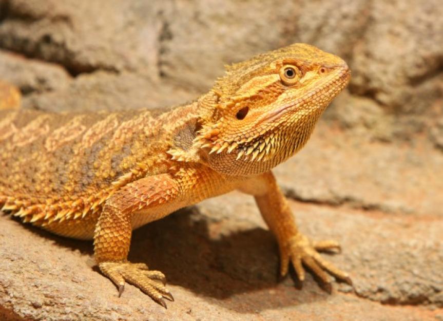 Reptile Parasites PetMD