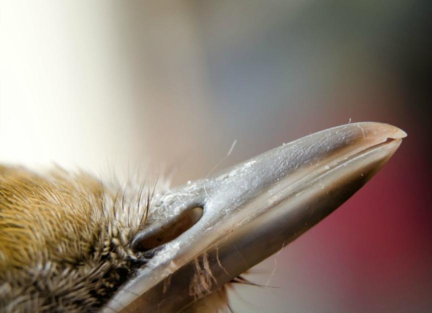 Respiratory Tract Infection in Birds