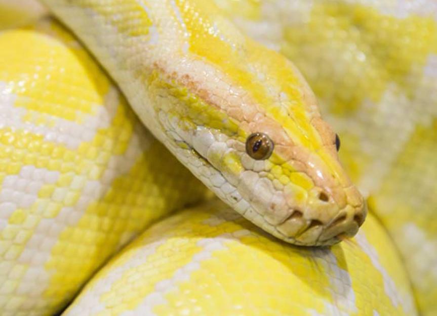 Check out this beautiful little carpet Python. : r/snakes