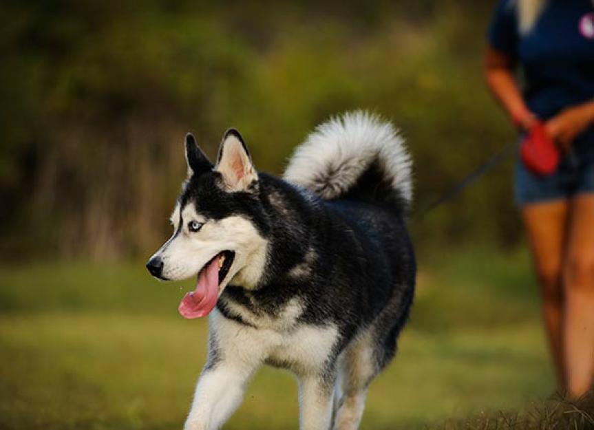 Are Retractable Leashes Safe for Dogs? PetMD