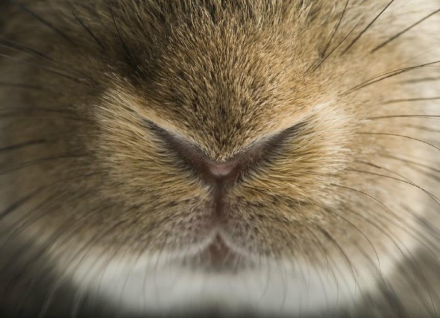 Runny Nose In Rabbits