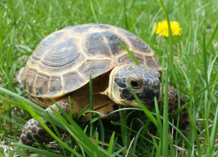 Russian Tortoise - Agrionemys horsfieldii