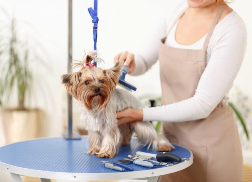 Safety Tips for the Professional Groomer