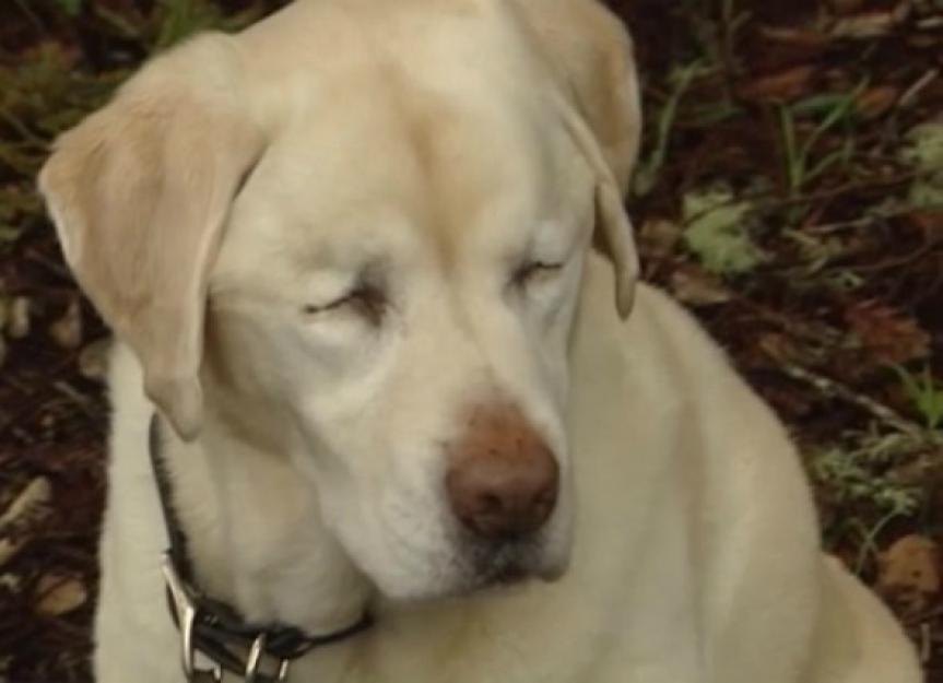 Blind Dog Missing for a Week in the Woods Is Saved by Firefighter