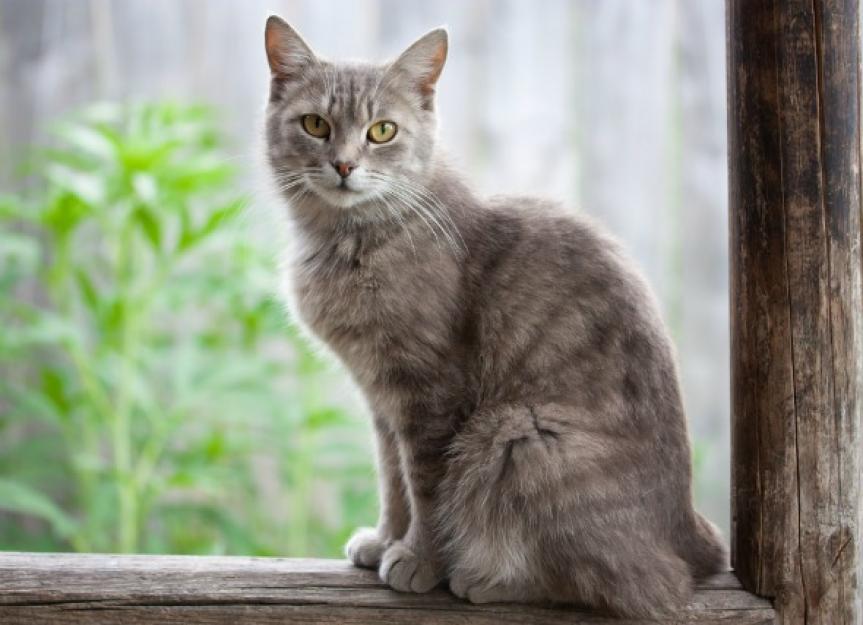 Scaly Skin in Cats PetMD