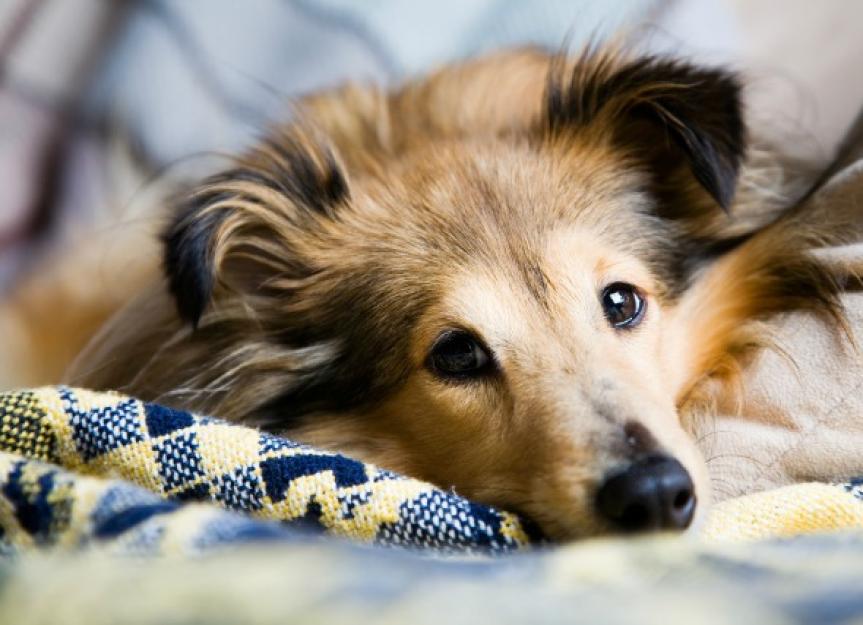 Seizures and Convulsions in Dogs