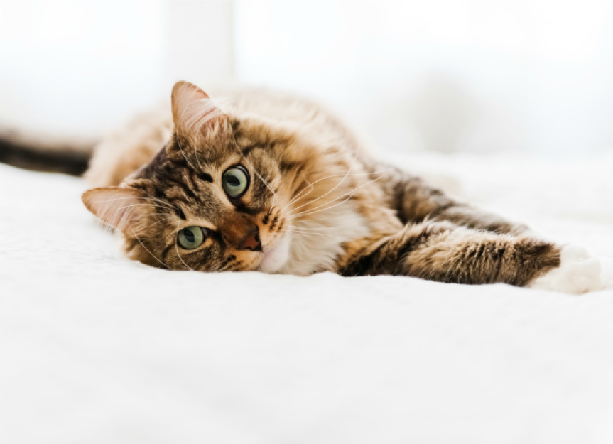 Ideopathic Epilepsy in Cats