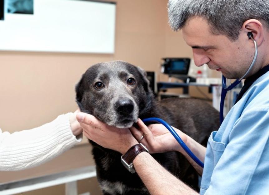 Convulsions and Seizures in Dogs PetMD