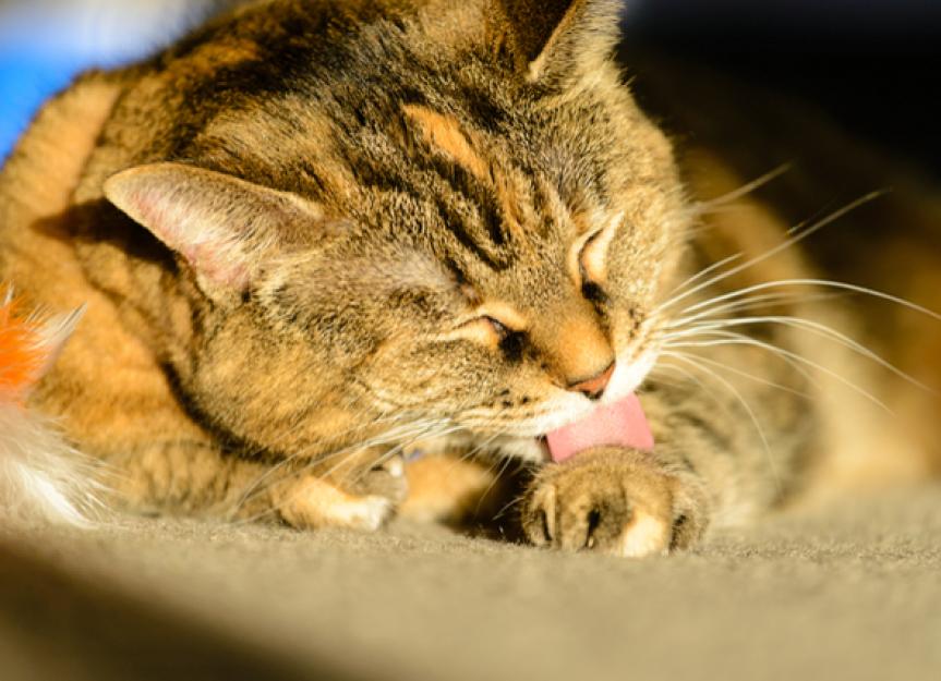 Verfilztes Fell und mehr: Die Pflege Ihrer älteren Katze