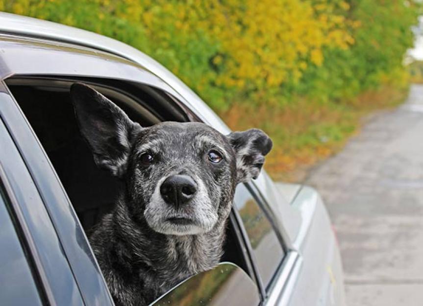 15 Ways to Help Ease Your Dog into the Senior Years