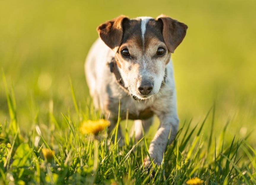 how to help a dog with arthritis walk