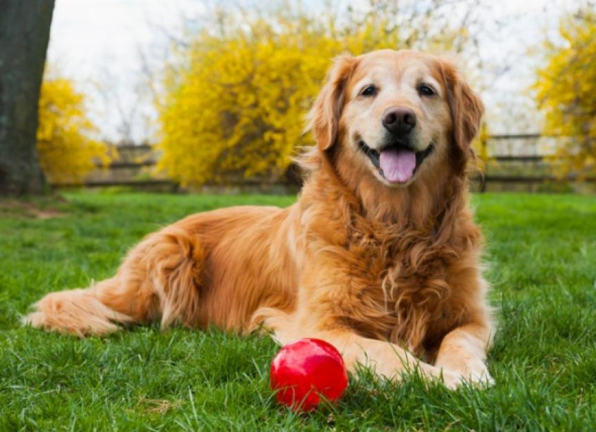 Defining Senior Age in Dogs