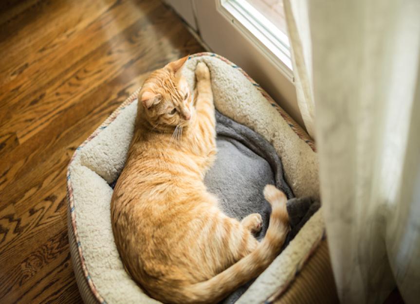 Orthopedic Beds for Senior Cats