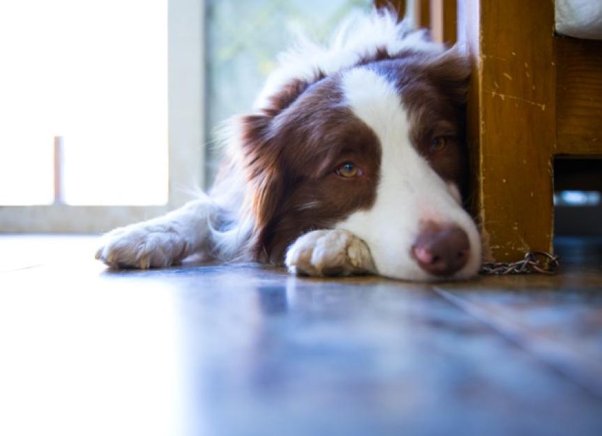 How To Tell If a Dog Is in Pain and What You Can Do To Help
