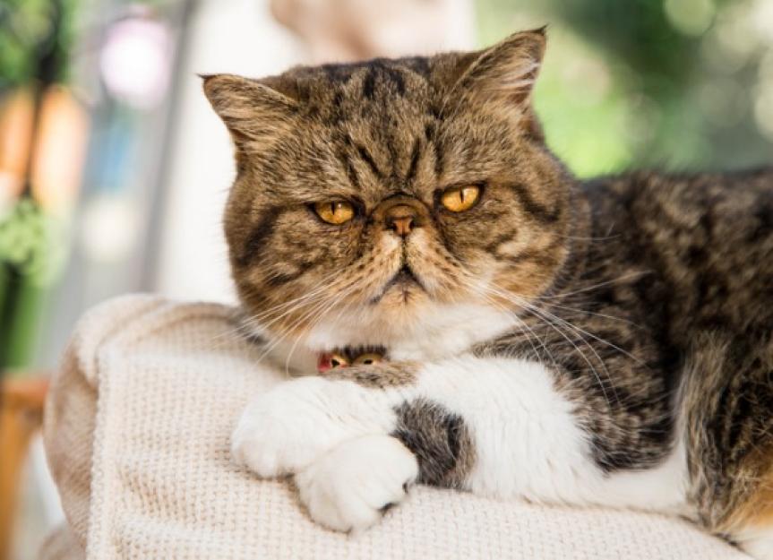 Why Does My Cat Stare at Me? PetMD