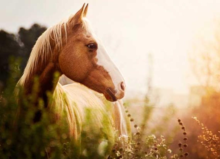Why You Don't Spay When the Animal Eats Hay