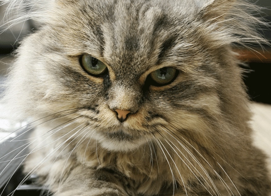 Seizures in Cats May be Caused By Weird Sounds