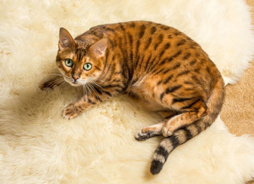 How to Clean Up Cat Urine in Your Home | petMD | PetMD