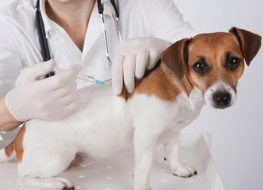 Managing Vaccine Associated Adverse Events (VAEEs) Treating Your Pet