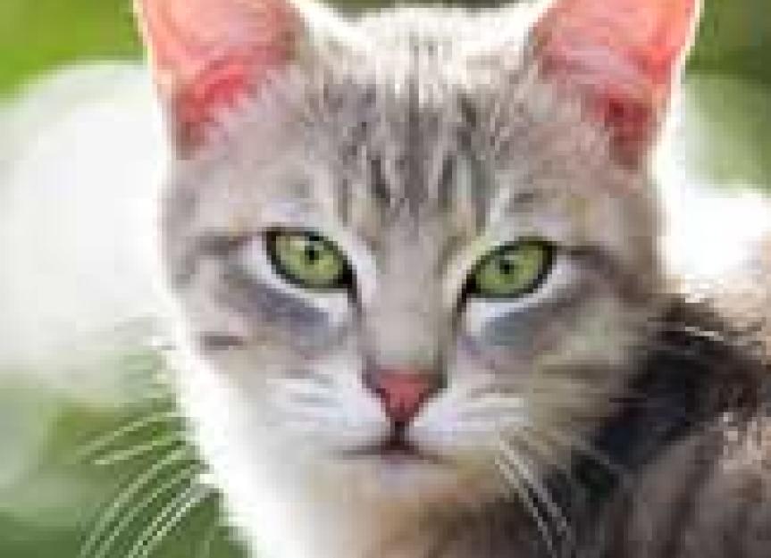 Stunning Feline Leukemia Virus Cat Dies image