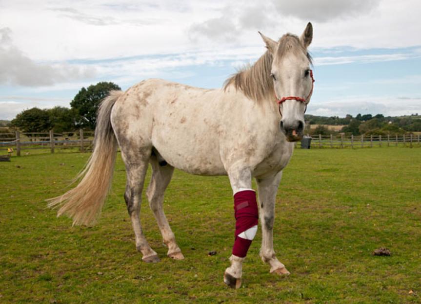 Life with Horses When the Flesh Gets 'Too Proud' PetMD