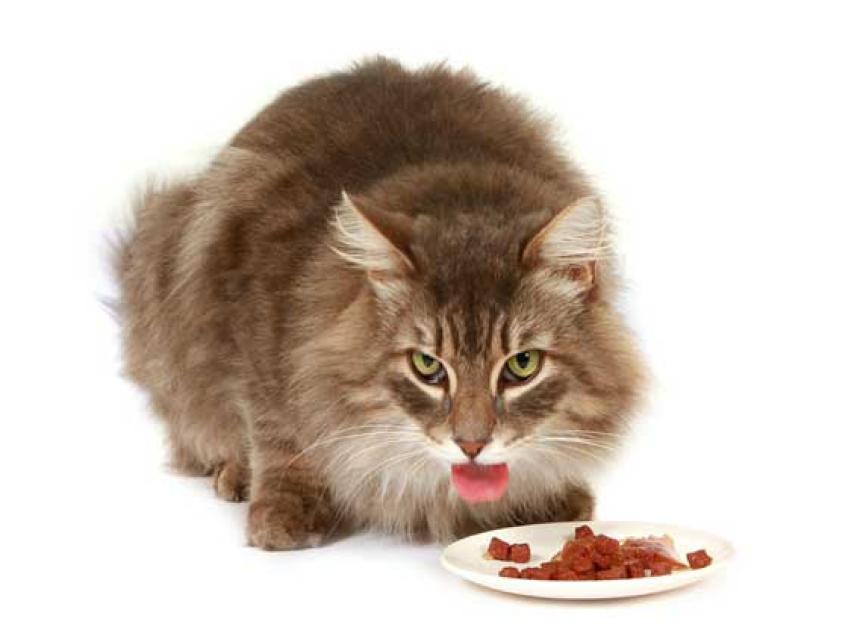Why Cats are Finicky Eaters