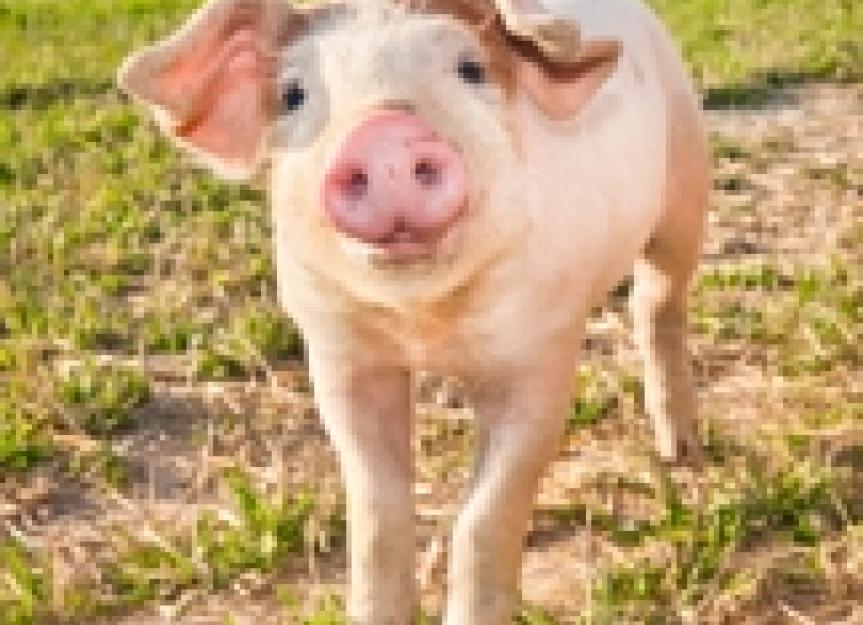 New Swine Disease Outbreak Affects U.S.