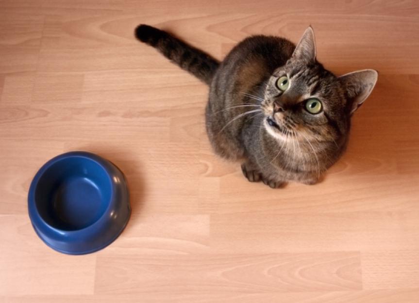 Cats Obsessed with Food Cat Always Hungry PetMD