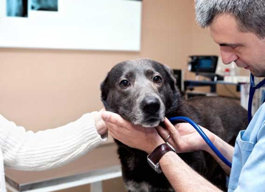 How Humans Can Save Pets with Blood Transfusions