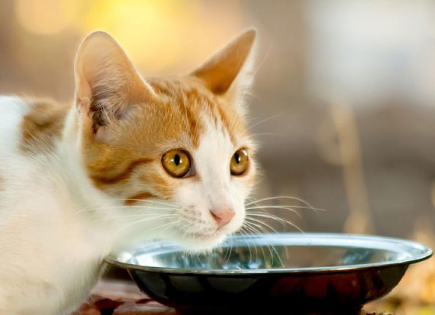 What Kind of Meat By-Products Are in Your Cat's Food?