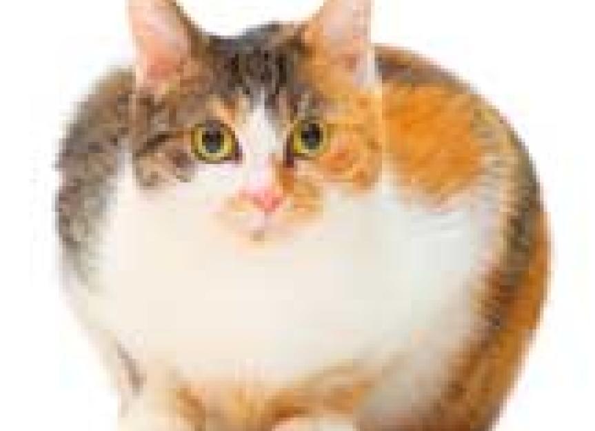 糖尿病风险的年轻胖猫