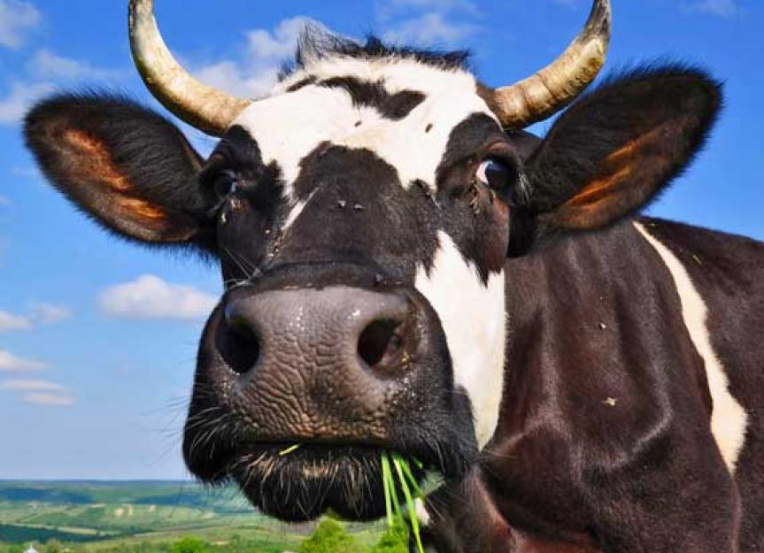 The Amazing and Wondrous Fistulated Cow
