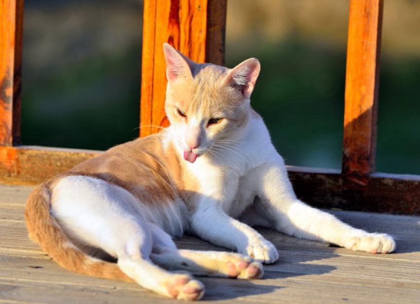 New Evidence Supports the Importance of Vitamin D for Cats PetMD