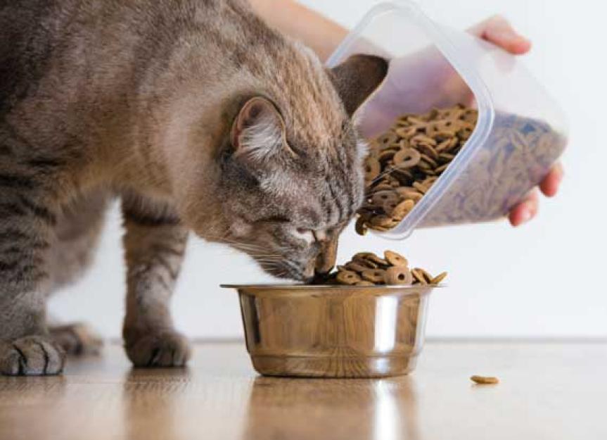 5件事,可以帮助防止猫粮今天回忆说