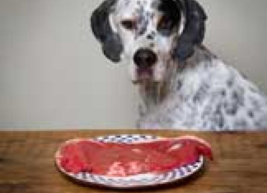 Diets for Dogs with Copper Associated Liver Disease PetMD